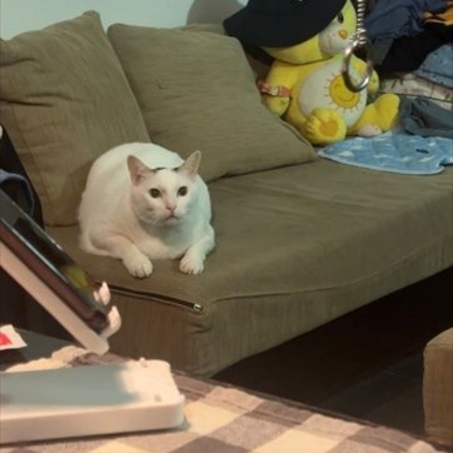 なんてこった！（画像提供：cat_daifuku_vietnamさん）