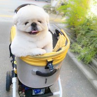 「乗っていく？」イケワン仕草がかっこいいぱるくん（画像提供：ペキニーズのぱるくん）