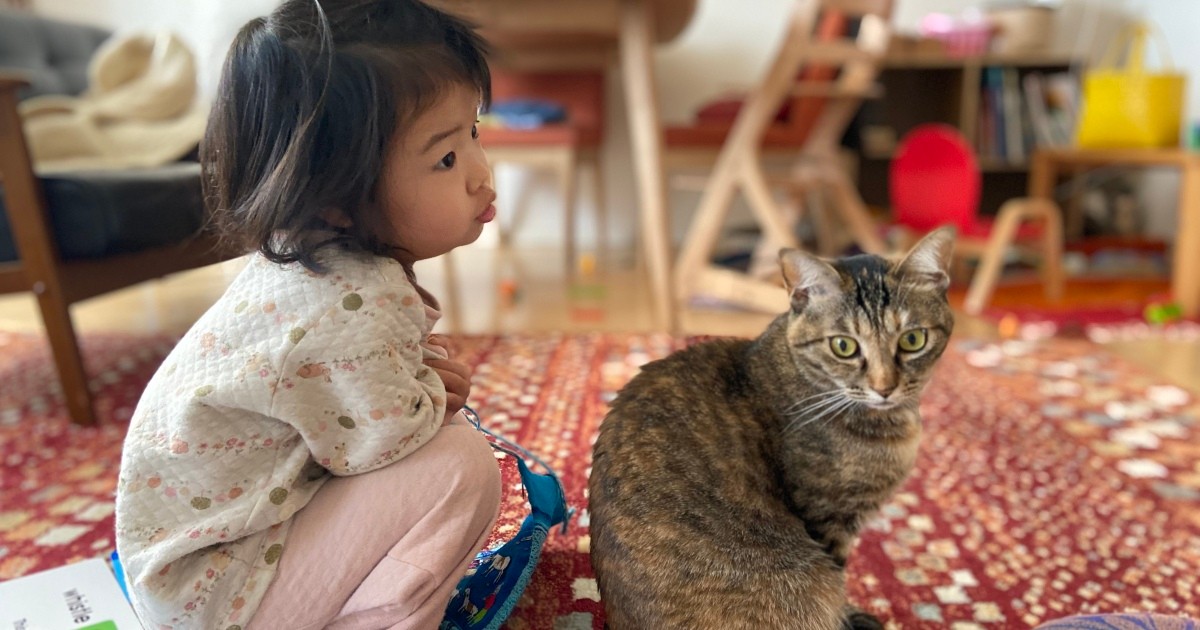 赤ちゃんにヤキモチを焼く愛猫 妹なんだよ と毎日語りかけたら 落ち着いていった 犬 猫との幸せな暮らしのためのペット情報サイト Sippo