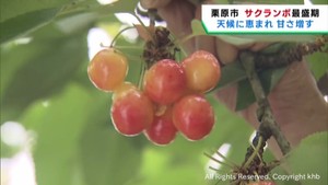 サクランボの収穫が最盛期　猛暑の影響は無し　宮城・栗原市の農園