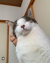 マッサージ、気持ちいいにゃ