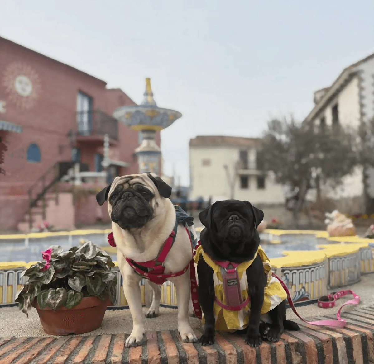 左おやびん・右ちょきびん（画像提供：とこたんさん）