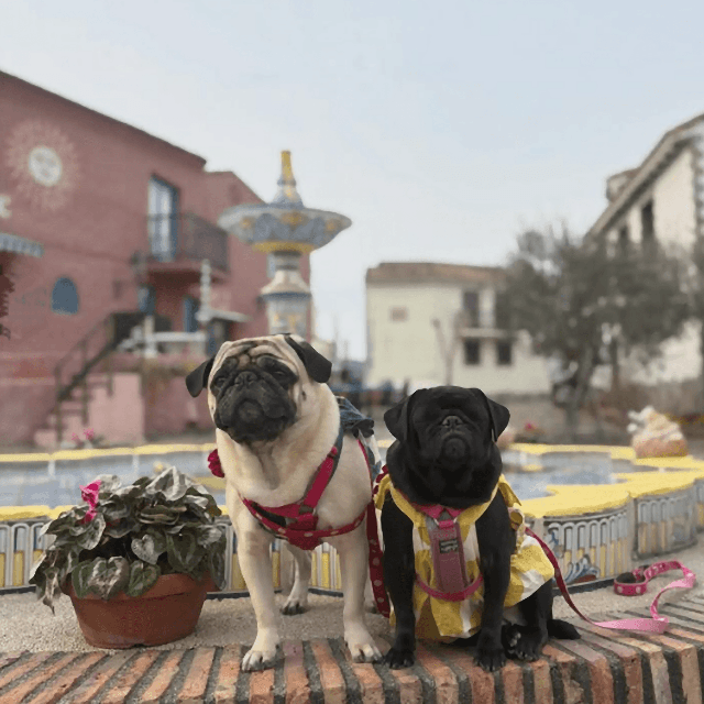 左おやびん・右ちょきびん（画像提供：とこたんさん）