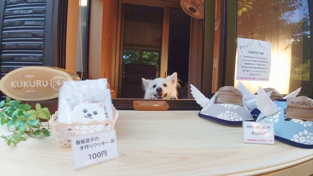 くーさんママさんのハンドメイド工房の看板犬をつとめる楽くん。くーさんママさん作のコスプレ・アクセサリー『うちの子マジ天使』はオンラインでも購入できるそうです（画像提供：くーさんママさん @kukuri_shibainu）