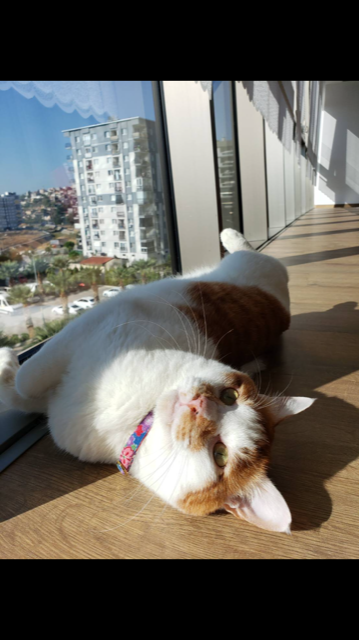 トルコでもまったりくつろいでいる