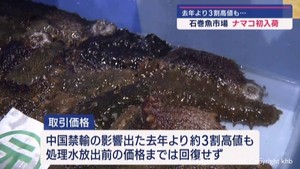 ナマコ　宮城・石巻市の魚市場に今季初入荷　前季より高値も中国禁輸前は下回る