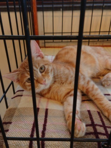 保護猫カフェに久美子さんが会いにいった時、そっと抱くと足をふみふみした（提供写真）