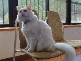 猫密度が日本一の温泉地！？　７施設に１７匹、迷い猫が看板猫に