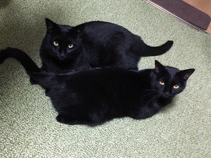 みんなで楽しく過ごそうね！（あいみさん提供）