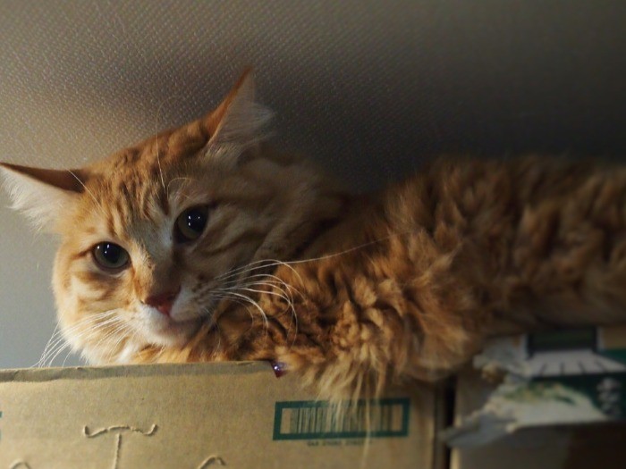 ケージフリーの直後。高いところに隠れたがった。