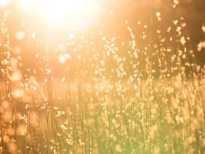 私のにおいは太陽のにおい。私にはわからないけど彼の言葉は忘れない