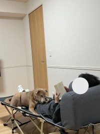 子犬のあさぎちゃん、読書中のお父さんと＝あさぎさん（@___a_y_r_）提供