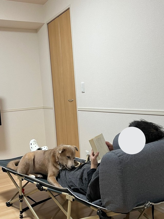 子犬のあさぎちゃん、読書中のお父さんと＝あさぎさん（@___a_y_r_）提供