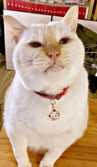 飼い主さんを見上げるチャーリーくん（画像提供：half&herbさん）