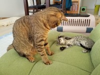 おっかなびっくりでソラちゃん（右）と接するレオくん（左）