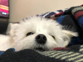 まだ寝ぼけてる？　寝起きでウトウト、チワワ×ビションフリーゼMIX「銀」