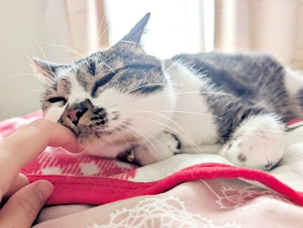 飼い主さんの手にすりすりするかるびちゃん（画像提供：みけねこざっきーさん）