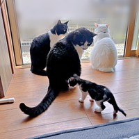 先住猫の仲間入り！ 自ら近寄るこはるちゃん（画像提供：T&A&Fさん）