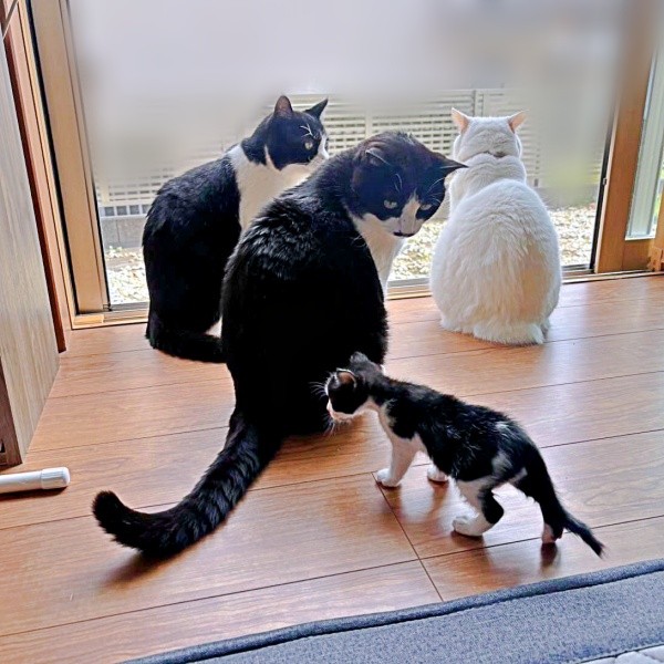 先住猫の仲間入り！ 自ら近寄るこはるちゃん（画像提供：T&A&Fさん）