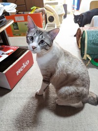 段々柄が出てきた中間色時代