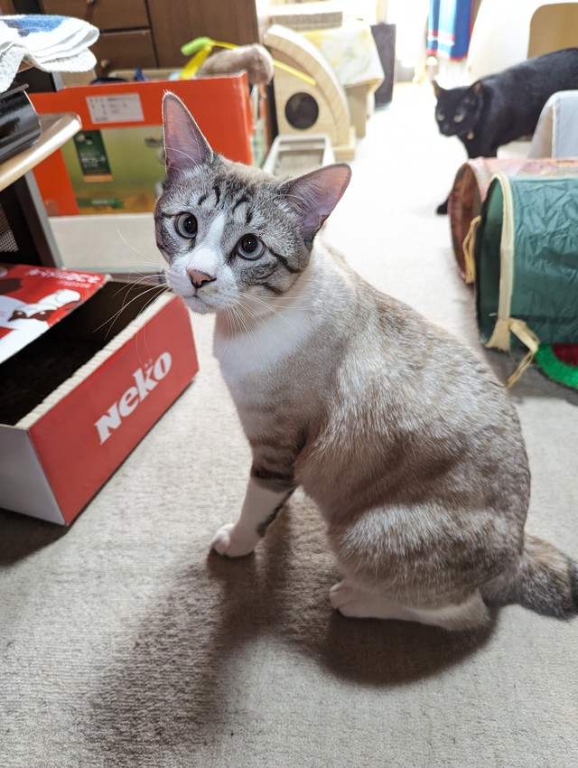 段々柄が出てきた中間色時代