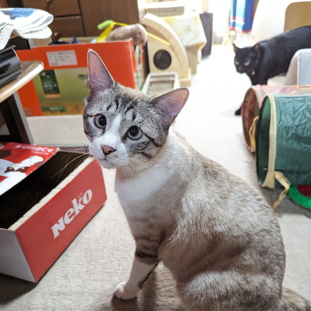 段々柄が出てきた中間色時代