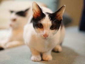 猫の保護を「持続可能な事業」に　出発点は愛猫の看取りだった