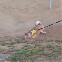 もうもうたる土煙…!（画像提供：lovelove_taroさん、動画よりキャプチャ、画像を一部トリミング）