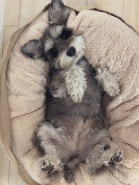 遊び疲れてくぅ〜＝くぅさん（@kuu_chan_0109）提供