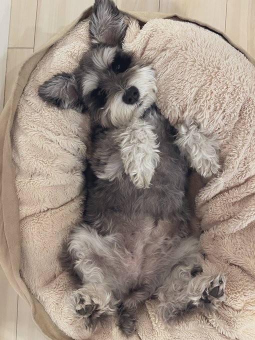 遊び疲れてくぅ〜＝くぅさん（@kuu_chan_0109）提供