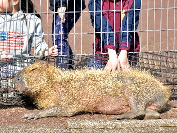 新入りのカピバラ娘　「私の名前、つけてね！」　盛岡市動物公園