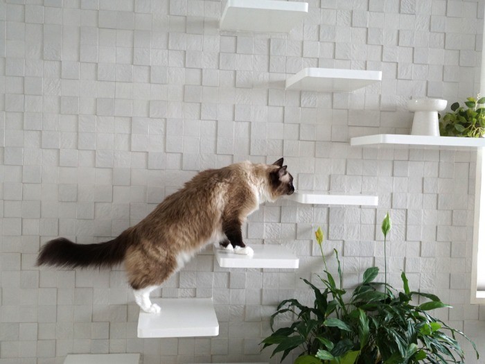 猫が快適に住めるようにリフォームされた一室で、ステップをのぼる楽くん