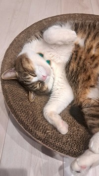 伸び伸びした寝相は、安心している証拠