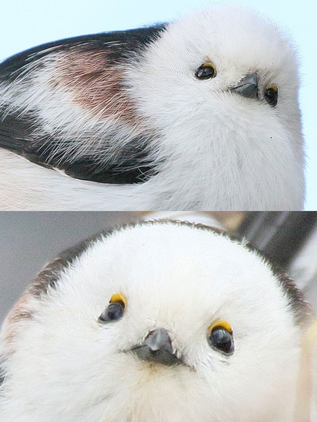 可愛すぎる姿が話題となったシマエナガの写真（やなぎさわごうさん提供）