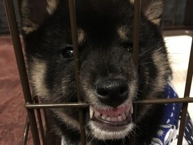 惚れ込んだ黒柴の子犬に顔を襲われ流血沙汰　しつけに取り組むも叱り方がわからない