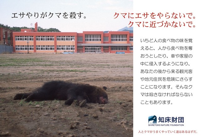 なぜ野生のクマにエサを与えてはいけないのか？「ソーセージの悲劇」を繰り返さないで（画像提供：公益財団法人 知床財団）