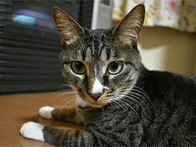 カメラ目線は得意だよ　なでられるのが大好きなキジ白の「メロ」