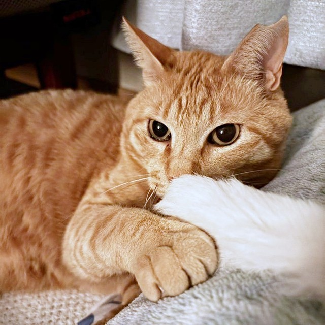 ごろんと寝そべってくつろぐちゃとくん（画像提供：ハミィさん）