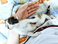 保護されおうちへ…すやすや眠る生後わずか2週間のシナちゃん（画像提供：tobi8/8さん）