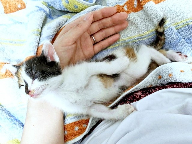 保護されおうちへ…すやすや眠る生後わずか2週間のシナちゃん（画像提供：tobi8/8さん）