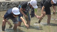 「お米の大切さを知ることができて良かった」小学生が田植え体験　収穫した一部は給食に　香川・小豆島