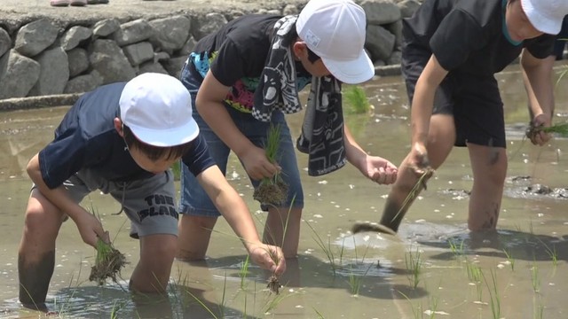 田植えを体験する土庄小学校の5年生