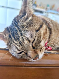 すやすや眠るチャッピーちゃん（画像提供：やわいさん）