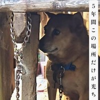 5年間同じ場所にいて一度もお散歩に行ったことがなかったという光ちゃん（「一般社団法人りぼん動物保護団体【公式】」さん提供、Instagramよりキャプチャ撮影）
