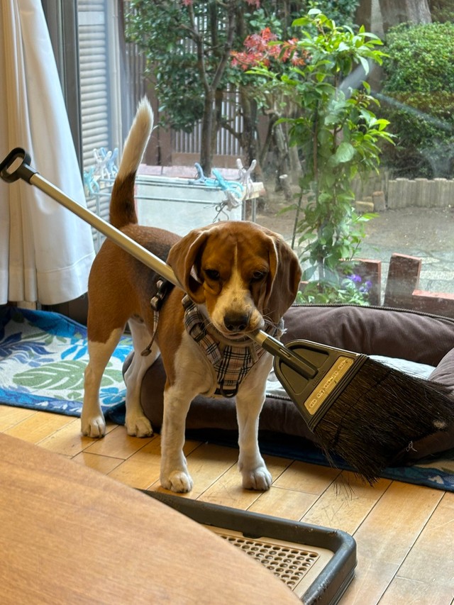 どんどんものが大きくなり、お掃除道具のほうきまで（提供：ふてぶてしい犬さん）
