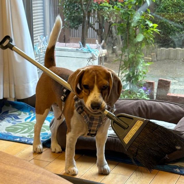 どんどんものが大きくなり、お掃除道具のほうきまで（提供：ふてぶてしい犬さん）
