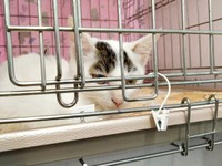 譲渡会で初めて飼い主さんと会った半力さん（画像提供：ぽーサん（半力さんと事務員さん)さん）