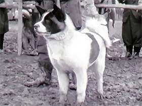６０年前の秋田犬の動画を発見　姿もふるまいも今とちがう！