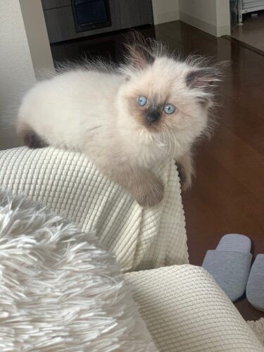 家にきたころの「ネロリ」