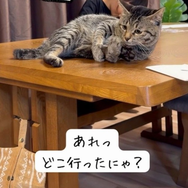 あれっ、どこ行ったにゃ？（「yuka.yu.mugi」さん提供、Instagramよりキャプチャ撮影）